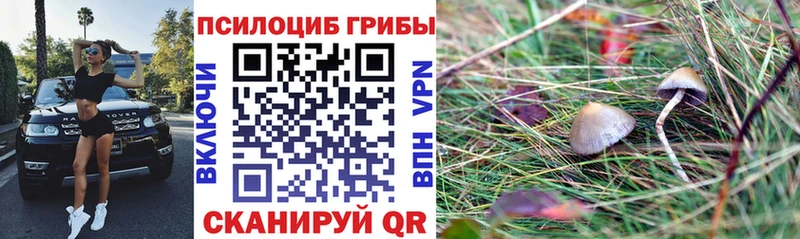 Псилоцибиновые грибы мицелий Приволжск
